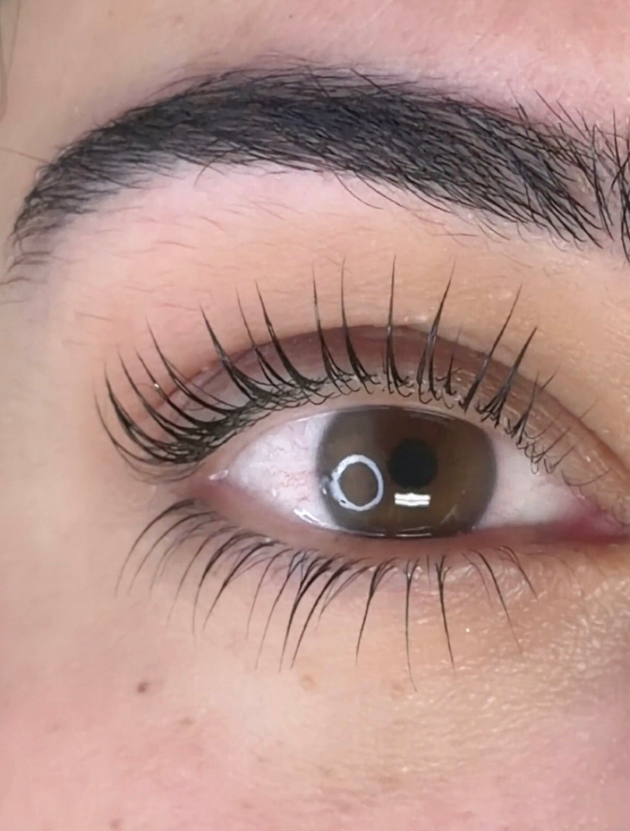 Presale : Bottom Lash Lift Mini Online Course
